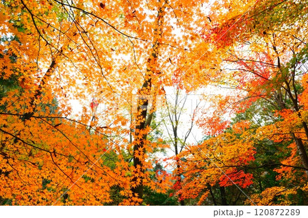 付知峡の紅葉 120872289