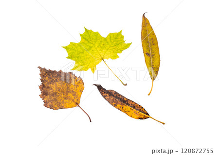 Close up Red and yellow autumn tree leaves isolated on white background 120872755