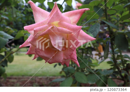 薔薇(バラ)rose 薔薇(バラ)rose 120873364