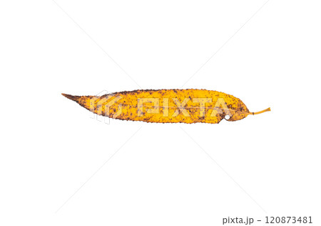 Close up of vibrant yellow autum leaf isolated on white background Close up of vibrant yellow autum leaf isolated on white background 120873481