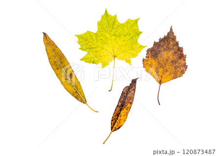 Close up Red and yellow autumn tree leaves isolated on white background Close up Red and yellow autumn tree leaves isolated on white background 120873487