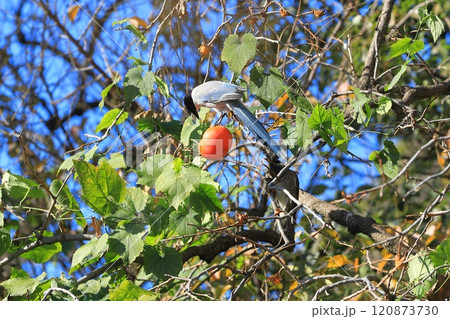柿の実を食べに来たオナガとムクドリたち 120873730