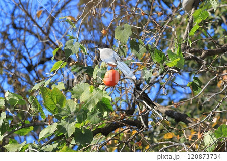 柿の実を食べに来たオナガとムクドリたち 柿の実を食べに来たオナガとムクドリたち 120873734