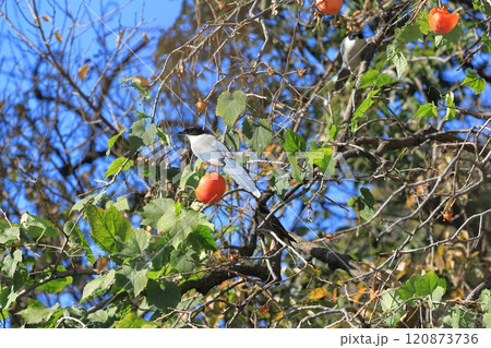 柿の実を食べに来たオナガとムクドリたち 120873736