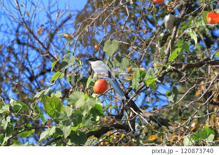 柿の実を食べに来たオナガとムクドリたち 柿の実を食べに来たオナガとムクドリたち 120873740