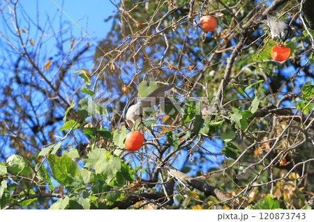 柿の実を食べに来たオナガとムクドリたち 柿の実を食べに来たオナガとムクドリたち 120873743