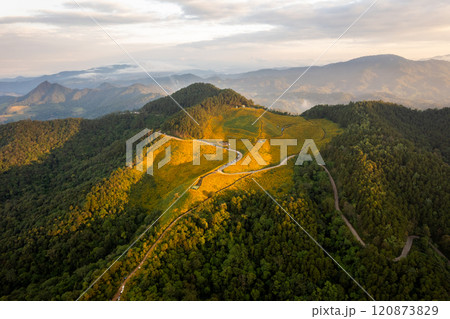 Flower Mountain and Pine Forest in the Morning Flower Mountain and Pine Forest in the Morning 120873829