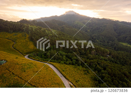 Flower Mountain and Pine Forest in the Morning 120873836