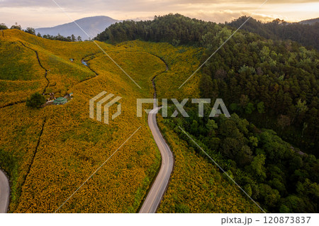 Flower Mountain and Pine Forest in the Morning Flower Mountain and Pine Forest in the Morning 120873837