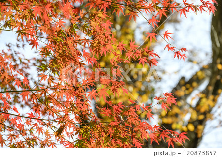 鎌倉の真っ赤な紅葉 鎌倉観光 秋景色 冬景色 12月 【神奈川県 鎌倉市】 鎌倉の真っ赤な紅葉 鎌倉観光 秋景色 冬景色 12月 【神奈川県 鎌倉市】 120873857