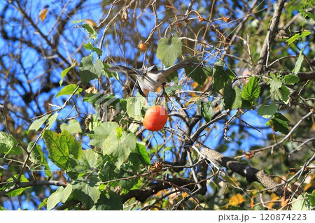 柿の実を食べに来たオナガ 120874223