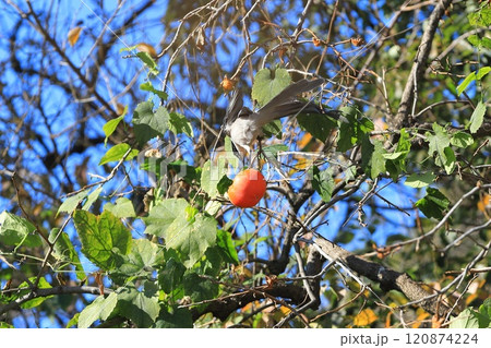 柿の実を食べに来たオナガ 120874224