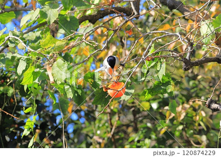 柿の実を食べに来たオナガ 柿の実を食べに来たオナガ 120874229