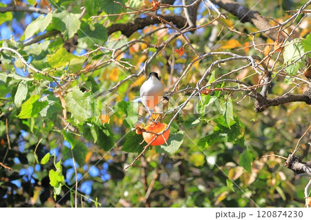 柿の実を食べに来たオナガ 120874230