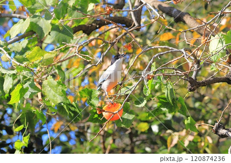 柿の実を食べに来たオナガ 120874236