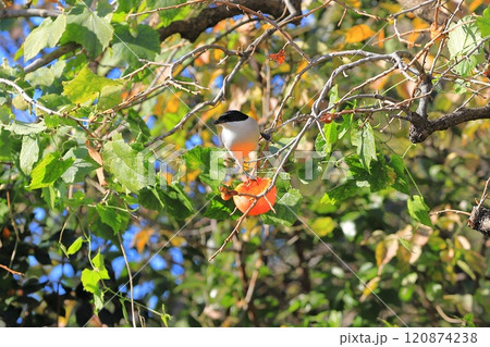 柿の実を食べに来たオナガ 120874238