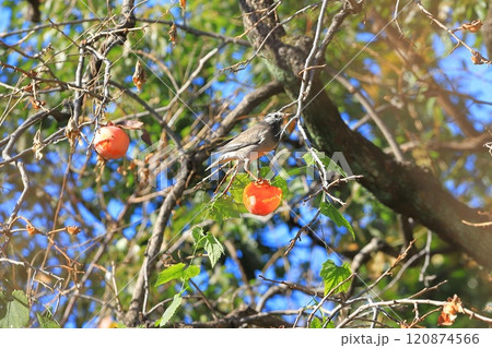 柿をついばむムクドリ 120874566