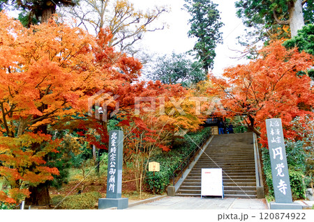 【神奈川】晩秋の鎌倉円覚寺 総門と鮮やかな紅葉 【神奈川】晩秋の鎌倉円覚寺 総門と鮮やかな紅葉 120874922