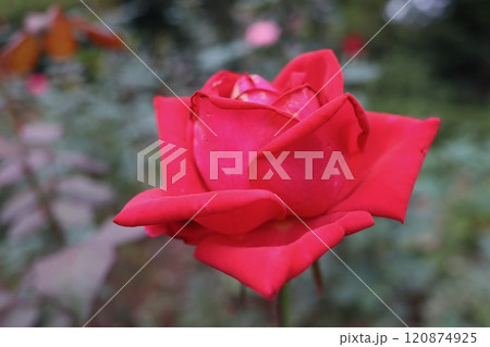薔薇（バラ）ROSE 120874925