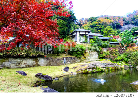 【神奈川】晩秋の鎌倉　円覚寺の妙香池と紅葉 120875107