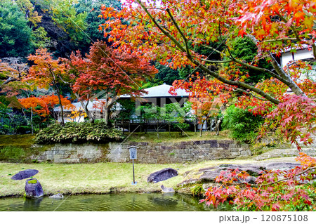 【神奈川】晩秋の鎌倉　円覚寺の妙香池と紅葉 120875108