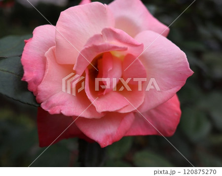 薔薇（バラ）ROSE 120875270