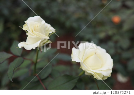 薔薇(バラ)ROSE 薔薇(バラ)ROSE 120875271