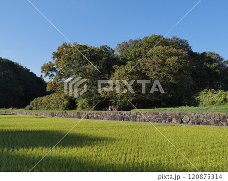 収穫を待つ田んぼ 収穫を待つ田んぼ 120875314
