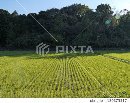 田んぼのある風景 田んぼのある風景 120875317