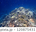 八重干瀬の珊瑚礁とコガシラベラの群れ 120875431
