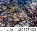 八重干瀬の珊瑚礁 120875432