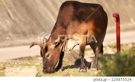 cattle in Sai Kung, one of stray animal after hong kong give up the agriculture culture in High Island Reservoir cattle in Sai Kung, one of stray animal after hong kong give up the agriculture culture in High Island Reservoir 120875524
