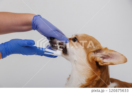 Corgi dog receiving teeth brushing with a toothbrush by a person in blue gloves Corgi dog receiving teeth brushing with a toothbrush by a person in blue gloves 120875633