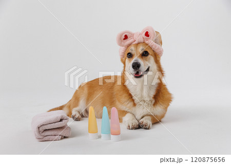 Grooming a dog's ear with black gloves during a veterinary checkup 120875656