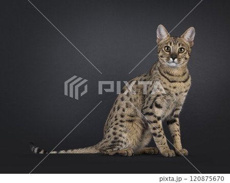 Savannah F7 cat on black background Savannah F7 cat on black background 120875670