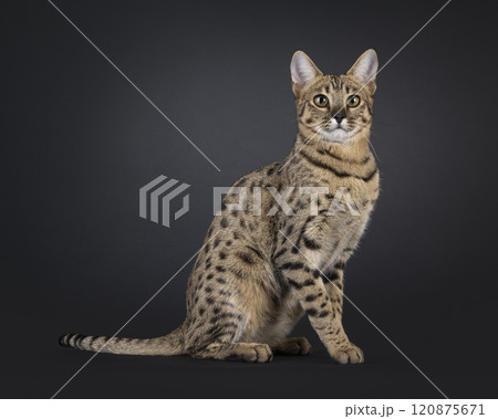 Savannah F7 cat on black background 120875671