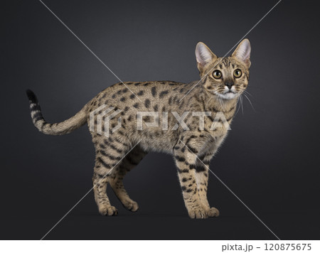 Savannah F7 cat on black background 120875675