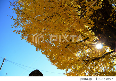 埼玉県皆野町国神 金色に輝く国神の大銀杏 埼玉県皆野町国神 金色に輝く国神の大銀杏 120875697