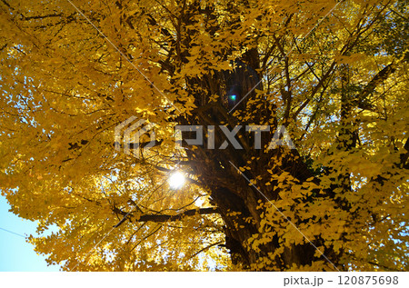埼玉県皆野町国神　金色に輝く国神の大銀杏 120875698