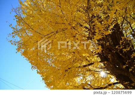 埼玉県皆野町国神 金色に輝く国神の大銀杏 埼玉県皆野町国神 金色に輝く国神の大銀杏 120875699