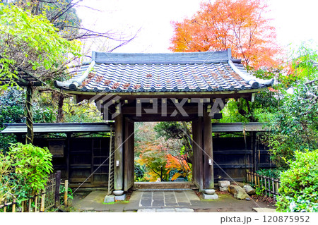 【神奈川】晩秋の鎌倉円覚寺　黄梅院の境内から望む山門と鮮やかな紅葉 120875952