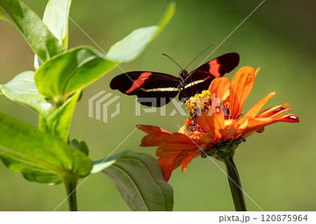 Heliconius erato cruentus butterfly, Refugio de Vida Silvestre Cano Negro, Costa Rica Wildlife Heliconius erato cruentus butterfly, Refugio de Vida Silvestre Cano Negro, Costa Rica Wildlife 120875964