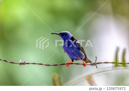 Red-legged honeycreeper male - Cyanerpes cyaneus. Refugio de Vida Silvestre Cano Negro, Bird watching in Costa Rica. 120875972