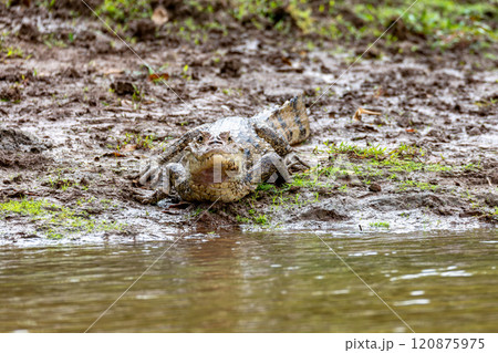 Spectacled caiman, Caiman crocodilus Cano Negro, Costa Rica. Spectacled caiman, Caiman crocodilus Cano Negro, Costa Rica. 120875975