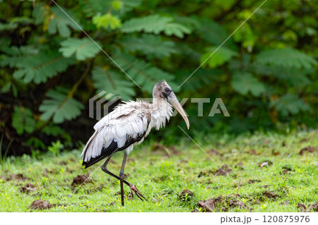 Wood stork - Mycteria americana. Refugio de Vida Silvestre Cano Negro, Wildlife and bird watching in Costa Rica. 120875976