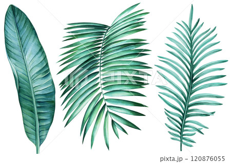 watercolor tropical palm leaves illustration white background, hand-painted exotic foliage, vibrant greenery for design watercolor tropical palm leaves illustration white background, hand-painted exotic foliage, vibrant greenery for design 120876055
