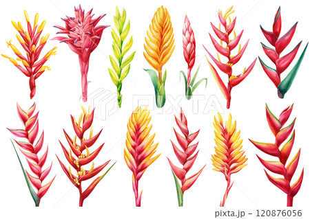 Large set tropical flowers isolated hand-painted watercolor, vibrant botanical illustration for design, bromelia print Large set tropical flowers isolated hand-painted watercolor, vibrant botanical illustration for design, bromelia print 120876056