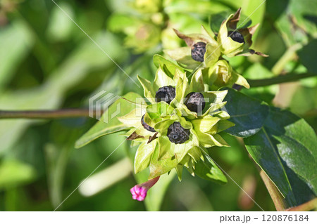 オシロイバナの黒い種 120876184