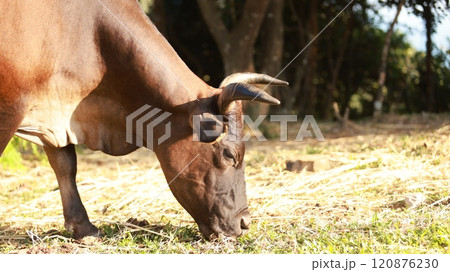 cattle in Sai Kung, one of stray animal after hong kong give up the agriculture culture in High Island Reservoir 120876230