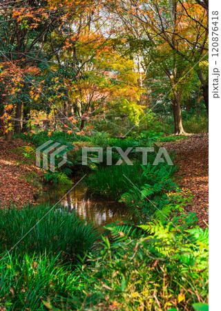 秋の京都　下鴨神社　糺の森 120876418
